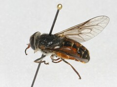 Hybomitra affinis