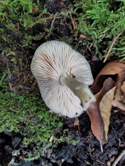 Pluteus salicinus