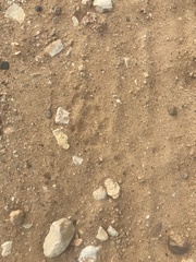 Urocyon cinereoargenteus