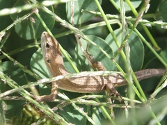 Takydromus tachydromoides
