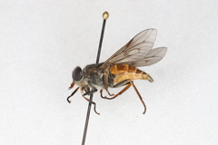 Hybomitra affinis