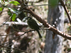 Meliphaga lewinii mab