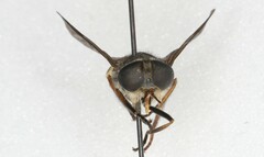 Hybomitra affinis