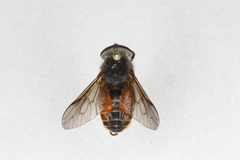 Hybomitra affinis