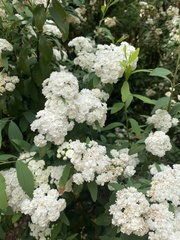 Spiraea prunifolia