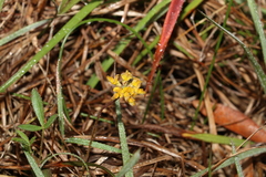 Listia bainesii