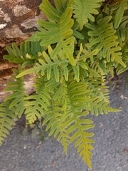 Polypodium vulgare