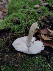 Pluteus salicinus
