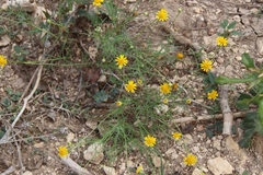 Thymophylla tenuiloba