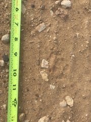 Urocyon cinereoargenteus