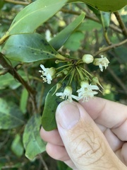 Aegiceras corniculatum