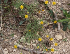 Thymophylla tenuiloba