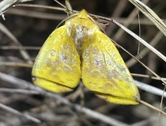 Bombycoidea