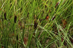 Ptilothrix deusta