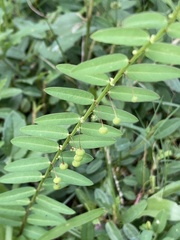 Phyllanthus virgatus
