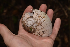 Hedleyella falconeri