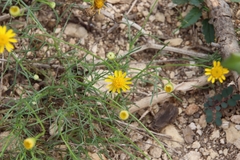 Thymophylla tenuiloba