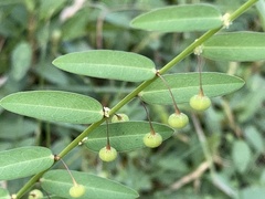 Phyllanthus virgatus