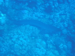 Gymnothorax javanicus