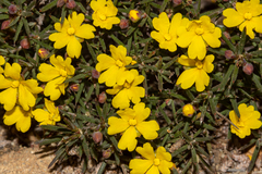 Hibbertia acerosa