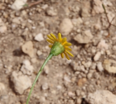 Thymophylla tenuiloba