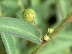 Phyllanthus virgatus