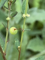 Phyllanthus virgatus