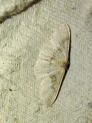 Idaea eugeniata