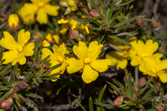 Hibbertia acerosa