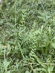 Phyllanthus virgatus