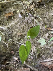 Eurybia