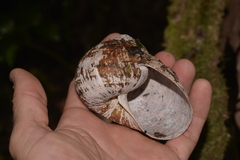 Hedleyella falconeri