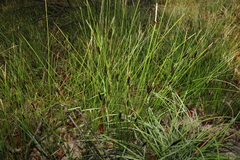 Ptilothrix deusta