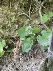Eurybia