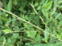 Phyllanthus virgatus