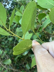 Aegiceras corniculatum