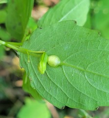 Neolasioptera impatientifolia