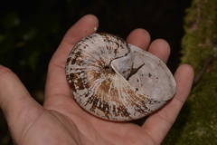 Hedleyella falconeri