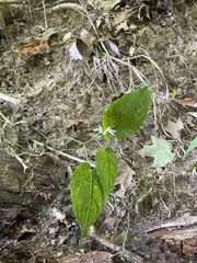 Eurybia