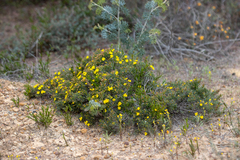 Hibbertia acerosa