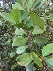 Aegiceras corniculatum