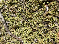 Racomitrium elongatum