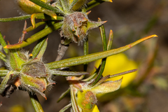 Hibbertia subvillosa