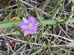 Thysanotus