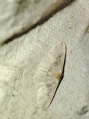 Idaea eugeniata