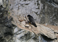 Falco peregrinus macropus