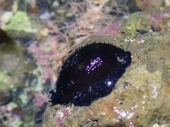 Palmadusta artuffeli