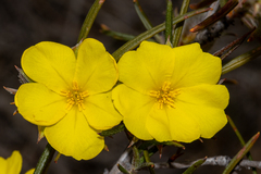 Hibbertia subvillosa