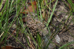 Lomandra multiflora