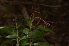 Denhamia celastroides